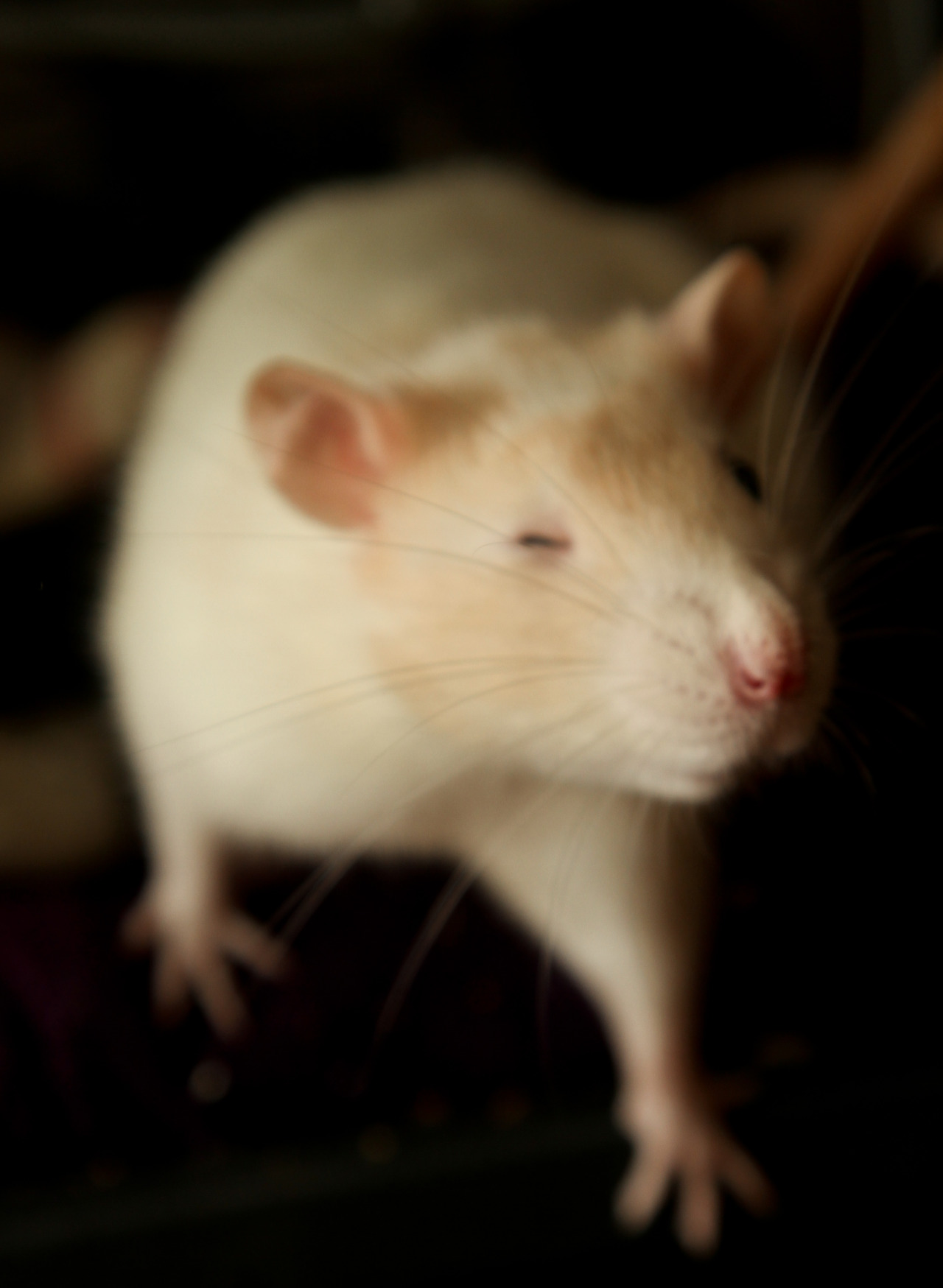 many-splendored-rat:  thx Pertwee, you read my mind. As was focusing my camera, I