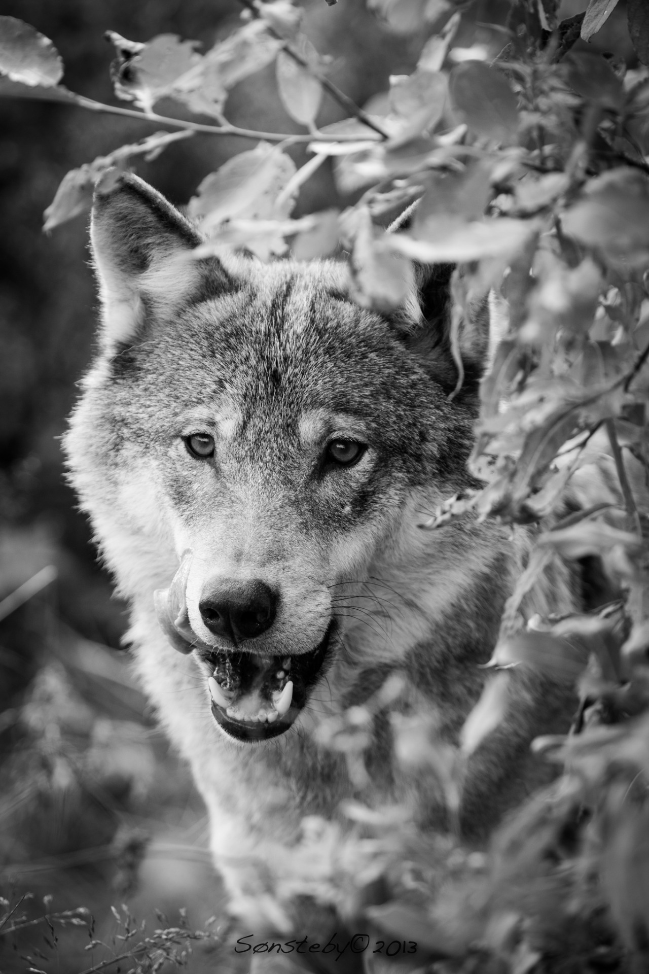 w-o-l-f&ndash;g-i-r-l:    Scandinavian Gray Wolf by  Cecilie Sønsteby