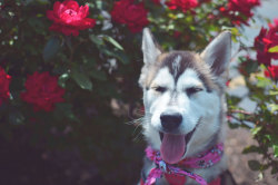 jennythompson:  Today we took Focus to see her very first flower bushes!  Norwich is covered with these things!  Look how happy she was! :D