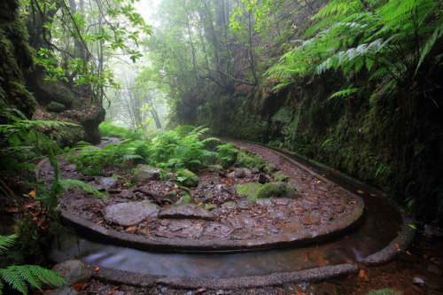 90377: Levada dos Cedros, Madeira island by Ricardo Pestana