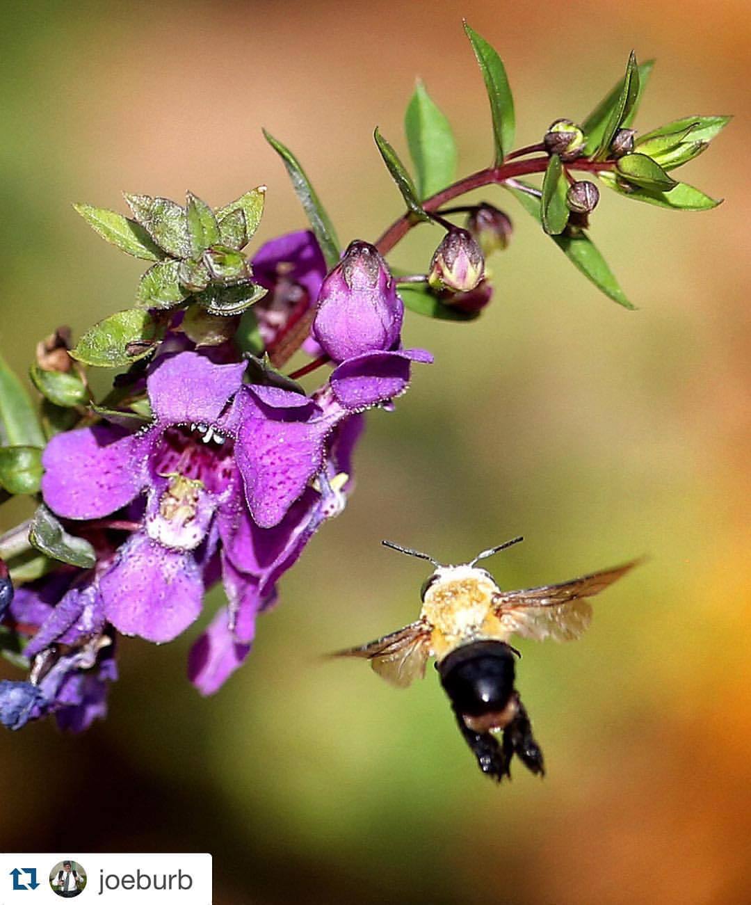 In #Florida, our idea of autumn colors. Photo by @joeburb, #OrlandoSentinel. #orlando #autumn