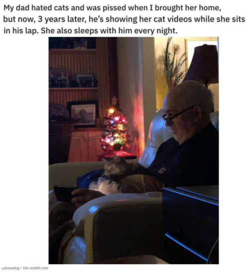 spaceiissaa:catsbeaversandducks:10 Dads Who Didn’t Want A Cat  Via BuzzFeed@salteds