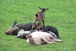 babygoatsandfriends:  The pigs have given