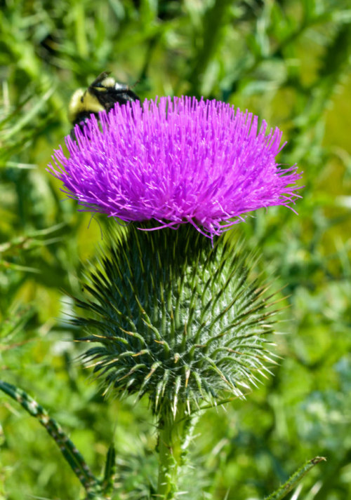                                 Bull Thistle or Spear Thistle                                       