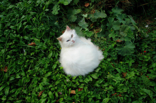 imaginarycircus: cat-government: fluffball exposed As you can see here the bloom of the cat plant wi