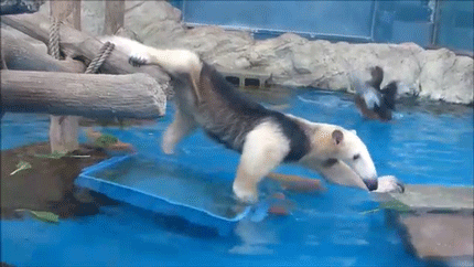 sizvideos:Anteater struggles to steal food from ducks (video)