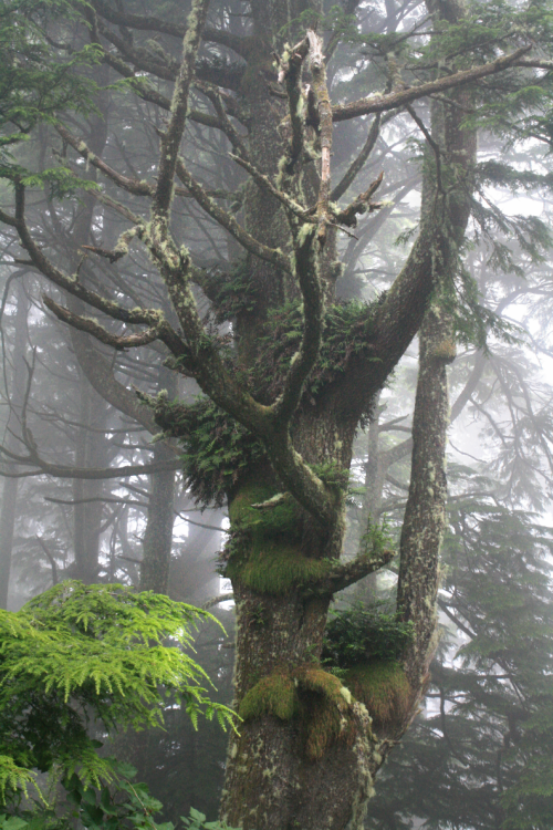 quiet-nymph: Oregon Coast, Three Capes Scenic Route Picea sitchensis, Sitka Spruce dominated old gro