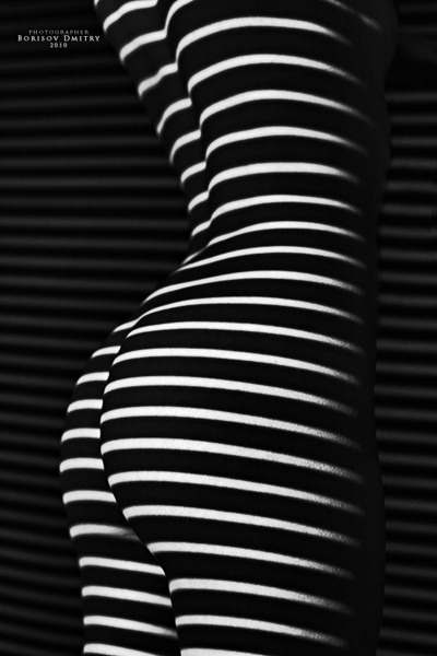 zebra by Borisov Dmitry adult photos