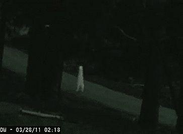 gallusrostromegalus: blendinblandin:  The Fresno Nightcrawlers are my favorite cryptid. They’ve only been seen in some survelliance camera footage, and it’s been proven they are real tangible things… being filmed and have yet to be definitively