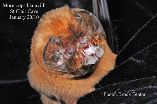 elespermatozoidemesozoico:  HOLY CRAP! LOOK AT THIS! I was just looking some things about bats in Wikipedia and found this! Mormoops blainvilli, the Antillean ghost-faced bat! 