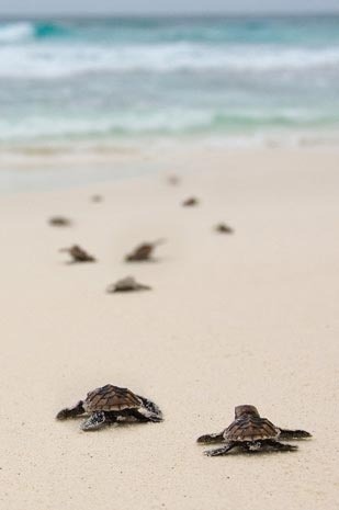 cadetbeauty:  Baby turtles | Living things I adore! on We Heart Ithttp://weheartit.com/entry/74982851/via/_AsmA_