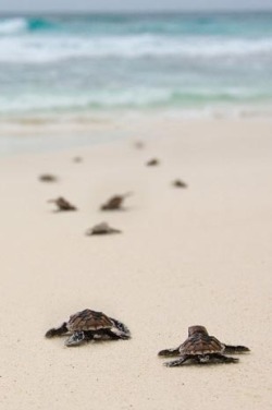 cadetbeauty:  Baby turtles | Living things