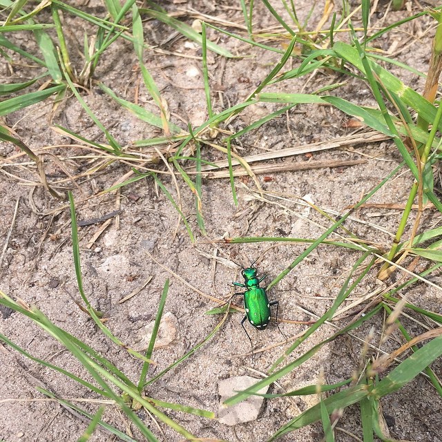 milkofwildbeasts:  Metallic green beetle #coleoptera #insects #beetle #entomology