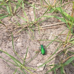 milkofwildbeasts:  Metallic green beetle