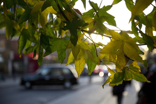 There’s a harmony in autumn… © Ronya Galka Photography