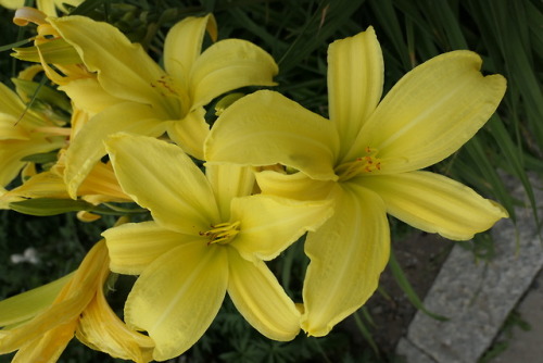 Hemerocallis — daylilies