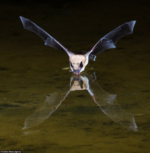 Your Daily Batty Dose!Mouse-eared BatSource: [x]