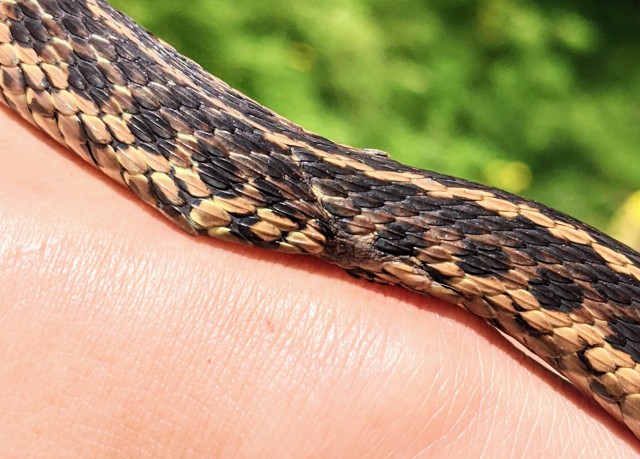 garter snake with a scar. he is missing some scales.