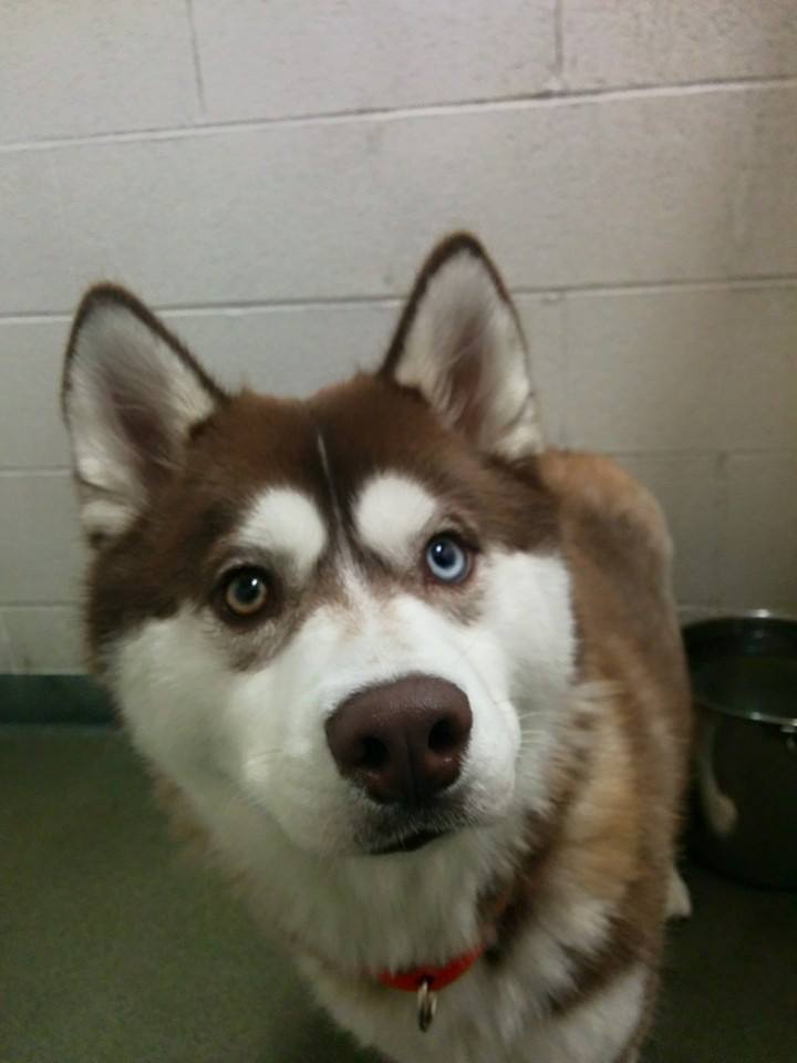 awwww-cute:  Those Eyes (Source: http://ift.tt/1xyZSeF)