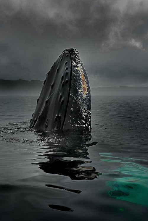 XXX The mountain rises (Humpback whale) photo