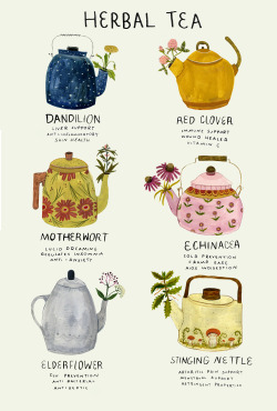 madisonsaferillustration: Ive been a bit under the weather. Here’s a poster about medicinal herbs, many of which im using now. 