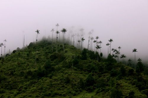 heartg6llery:  colombia, valle del cocora
