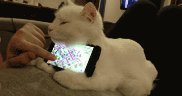 cute-overload:  Best phone holder ever!http://cute-overload.tumblr.com source: http://imgur.com/r/aww/yZQaxq5