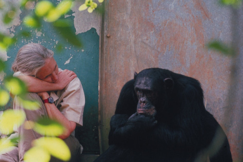 humanoidhistory: Jane Goodall and friend, photographed by Michael Neugebauer. (via)