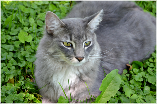 javapix:My dear Mister Fluffy. <3