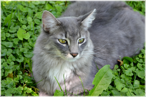 javapix: My dear Mister Fluffy. &lt;3 What GORGEOUS facial markings!