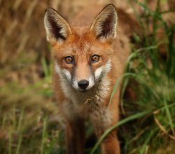 pagewoman:  Red Fox  by Desmond Loughery  