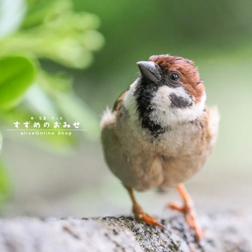 荒ぶってるねぇ  #ちゅん活 #スズメ #sparrow #写真 #photo #photography #癒やし #healing  #cutebird #instagramjapan #birdl