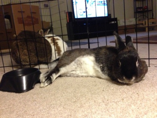 Throwback to the old apartment days when Nugget and Emilee were a bunny couple and Olive was a singl