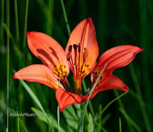 Saskatchewan’s provincial flower is something else #prairielily#saskatchewan#flowers#lily#pr