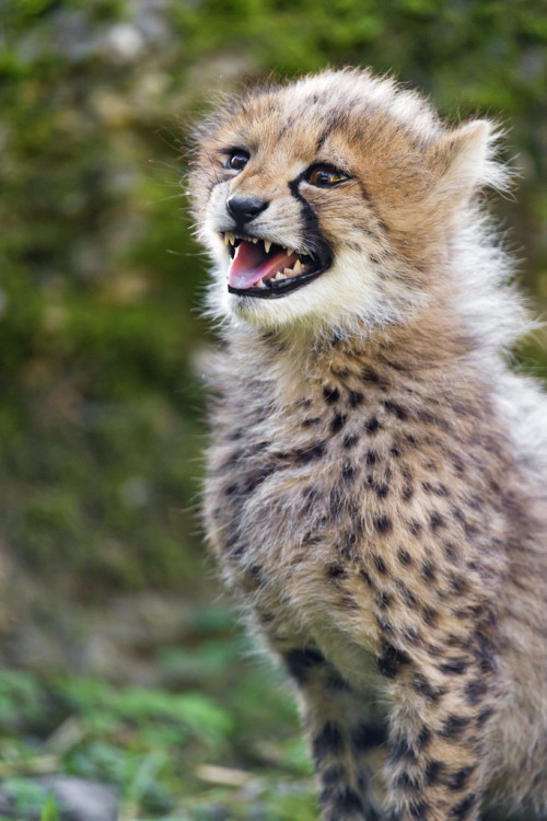 bigcatkingdom:Cute chirping cheetah cub (by Tambako the Jaguar)