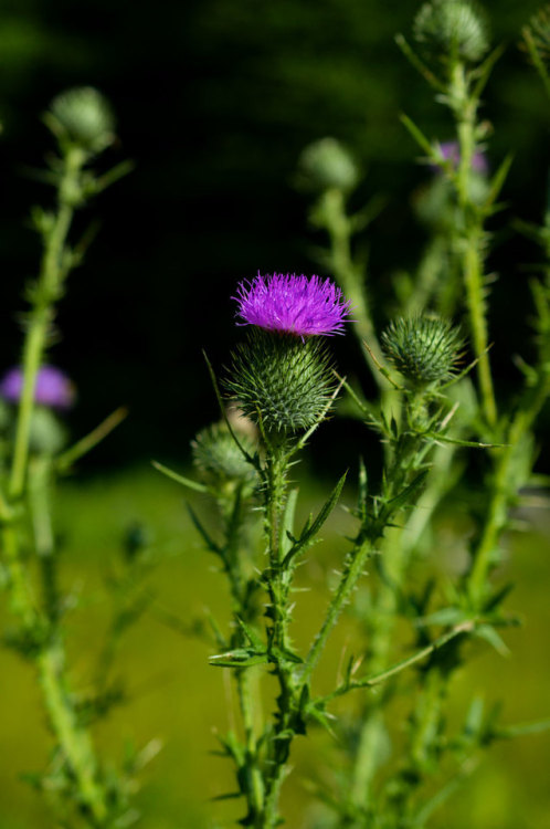                                 Bull Thistle or Spear Thistle                                       