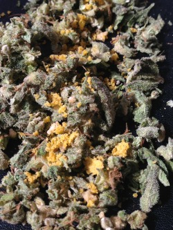 mystonerlife:  Mmm BHO wax blunt. Love da errl 