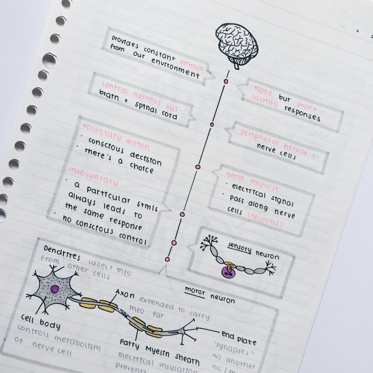 eintsein:  February 9th, 2016 // bio notes that I’m actually proud of. Finally