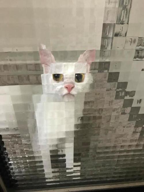 catchymemes: 8-bit cat
