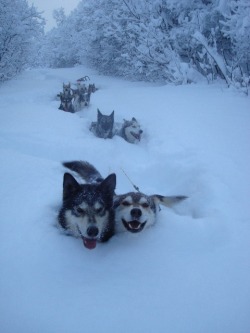 Dashing through the snow (sled dogs enjoying