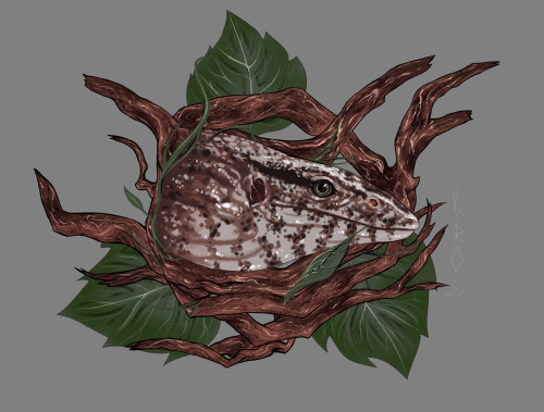 Tattoo Portfolio Study no.01 : pet portrait of a lizard (references courtesy of Kayla