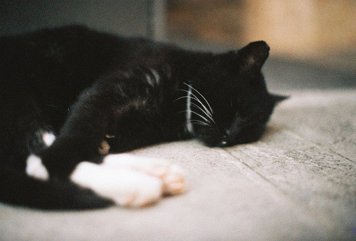 beatingbirds:  November. on We Heart It - http://weheartit.com/entry/48031580/via/affectueuse 