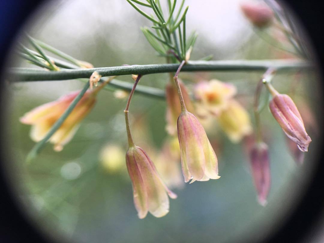 Asparagus flowers. Asparagus is dioecious, which means each individual plant is generally either male or female (unlike tomatoes, cucumbers, lettuce, corn, or really most food plants, which are both male and female at the individual level). But as...