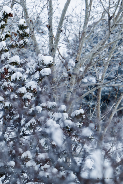 Stepping softly, like a deer, through the forest&hellip;.riverwindphotography, January, 2019