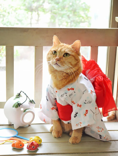 boredpanda: Cats In Kimonos Are A Thing In Japan