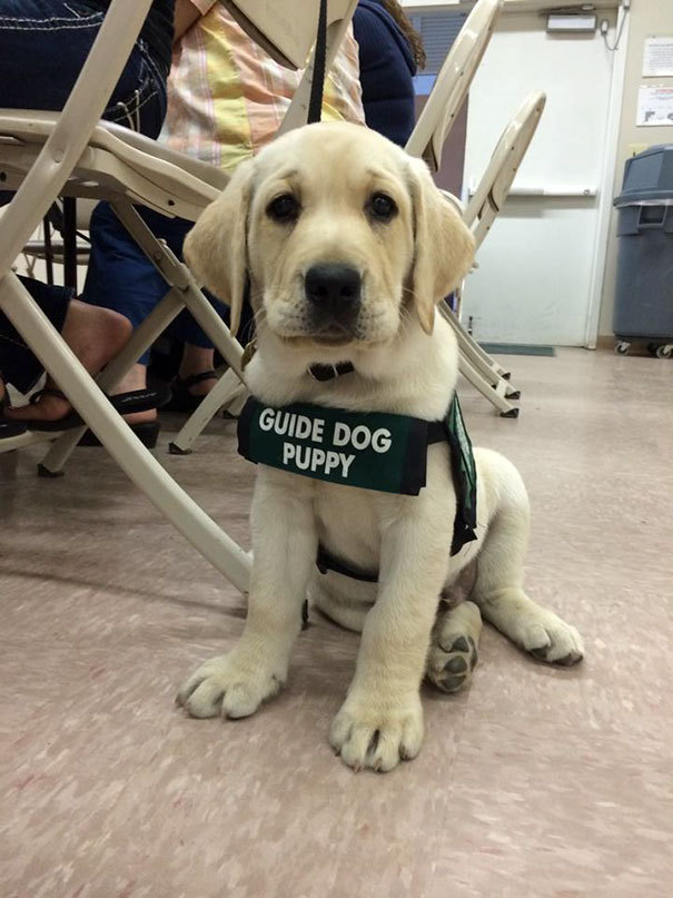 melbtradie:  deleted-scenes: mayahan: Puppies On Their First Days Of Work  EMPLOYEES