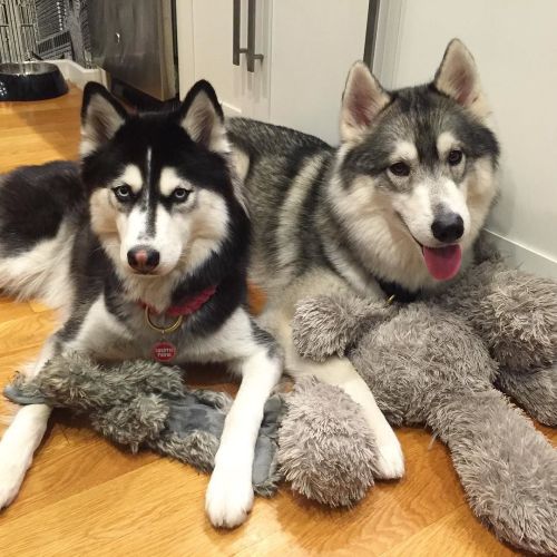huskiesofig: Instagram: borisandtasha HuskiesofInstagram | Instagram