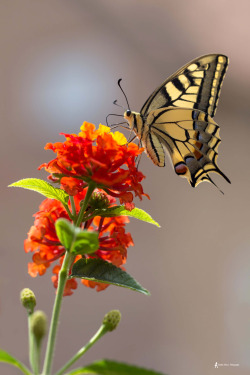 wowtastic-nature:  💙 MARIPOSA...Papallona