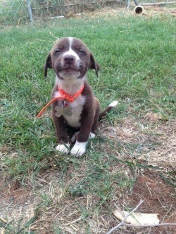 cute-overload:  Little guy buried his first