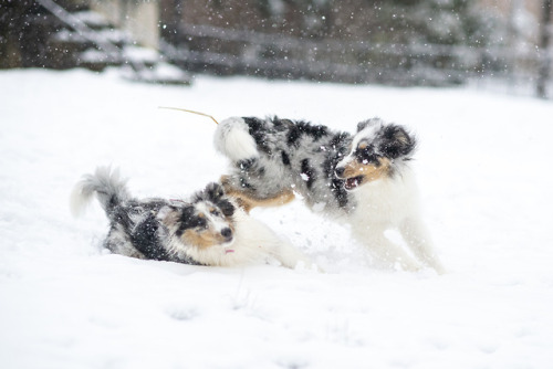 novathesheltie:this is what we did today